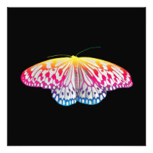Mariposa de color arcoiris
