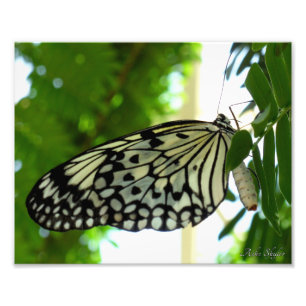 Foto Mariposa de cometa de papel