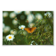 Mariposa de Fritillary del Pacífico