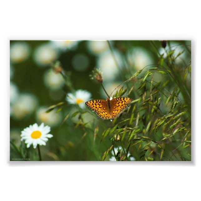 Foto Mariposa de Fritillary del Pacífico (Frente)