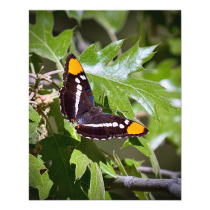 Foto Mariposa de Hermana de California en hojas de árbo