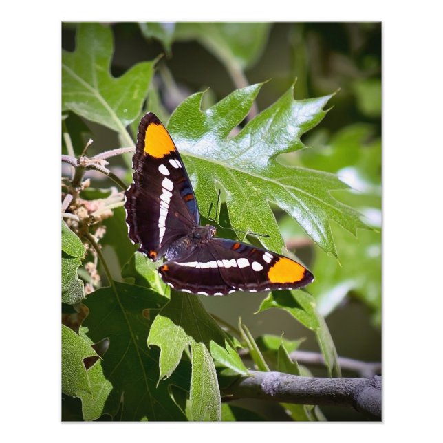 Foto Mariposa de Hermana de California en hojas de árbo (Frente)
