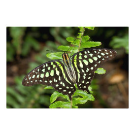 Foto Mariposa de Jay con cola