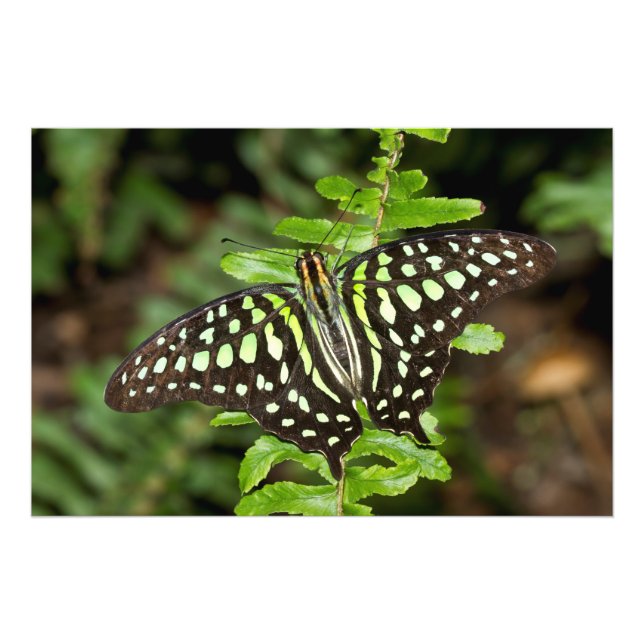 Foto Mariposa de Jay con cola (Frente)