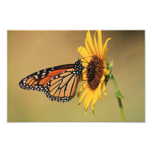 Foto Mariposa de monarca en el girasol