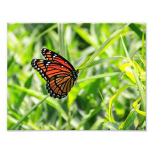Foto Mariposa de monarca en vuelo