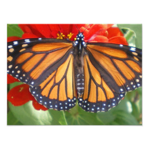 Foto Mariposa de monarca en Zinnia