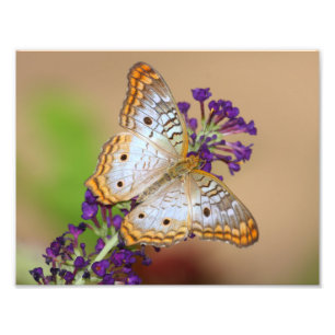 Foto Mariposa de pavo real blanca sobre flores moradas
