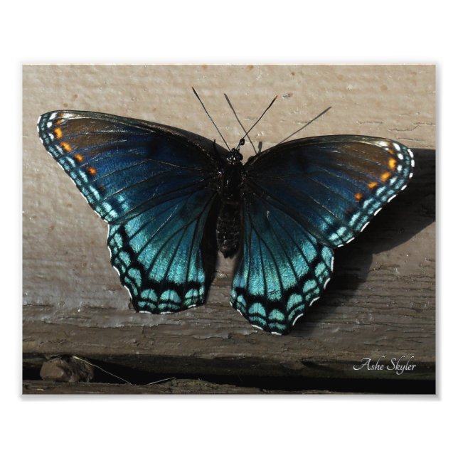 Foto Mariposa de pie púrpura de punto rojo (Frente)