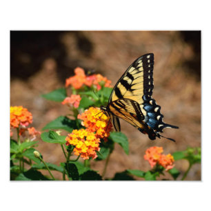 Foto Mariposa de Swallowtail del tigre