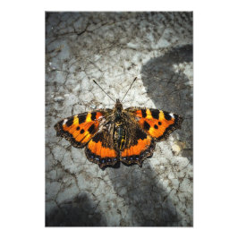 Foto Mariposa de Tortoiseshell pequeña