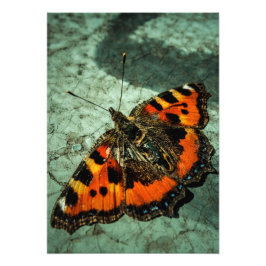 Foto Mariposa de Tortoiseshell pequeña