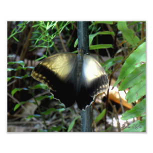 Foto Mariposa dorada y turbia