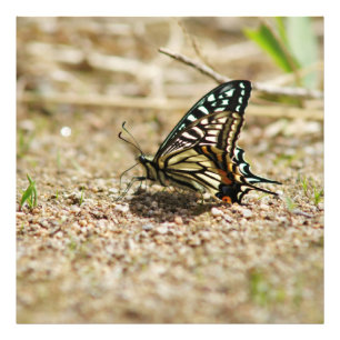 Foto Mariposa elegante asiática de cola cruda - Mac det