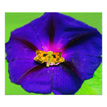 Mariposa en Flor de Gloria de la Mañana