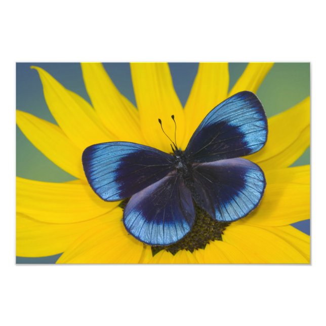 Foto Mariposa en una Flor Amarilla (Frente)
