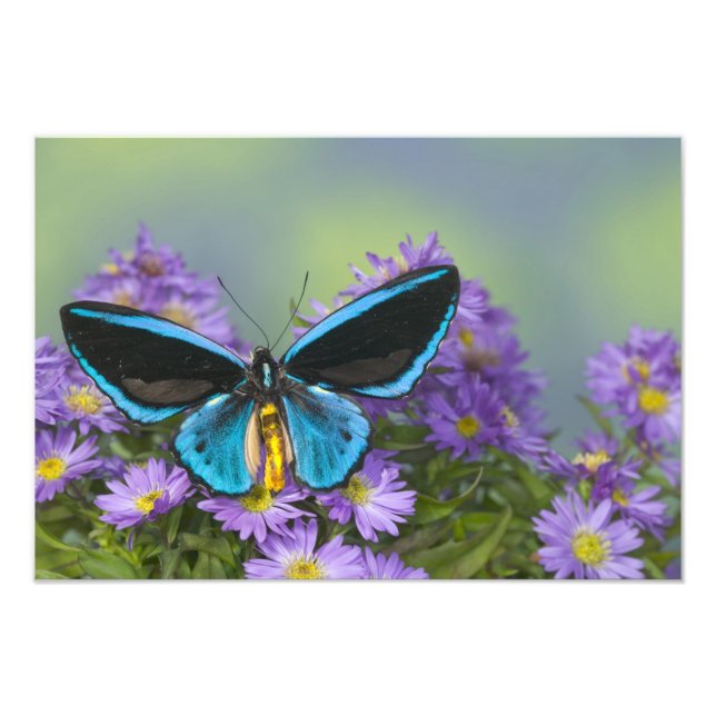 Foto Mariposa en una Flor Amarilla (Frente)