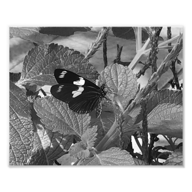 Foto Mariposa encantadora en hojas en blanco y negro (Frente)
