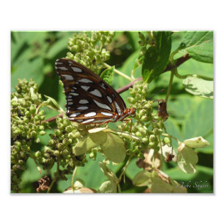 Foto Mariposa fritillera del Golfo