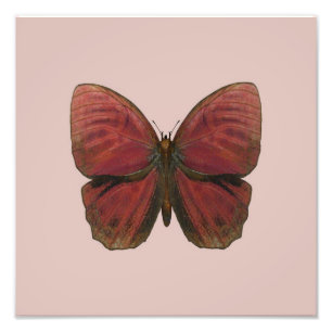 Foto Mariposa Gallo Rojo