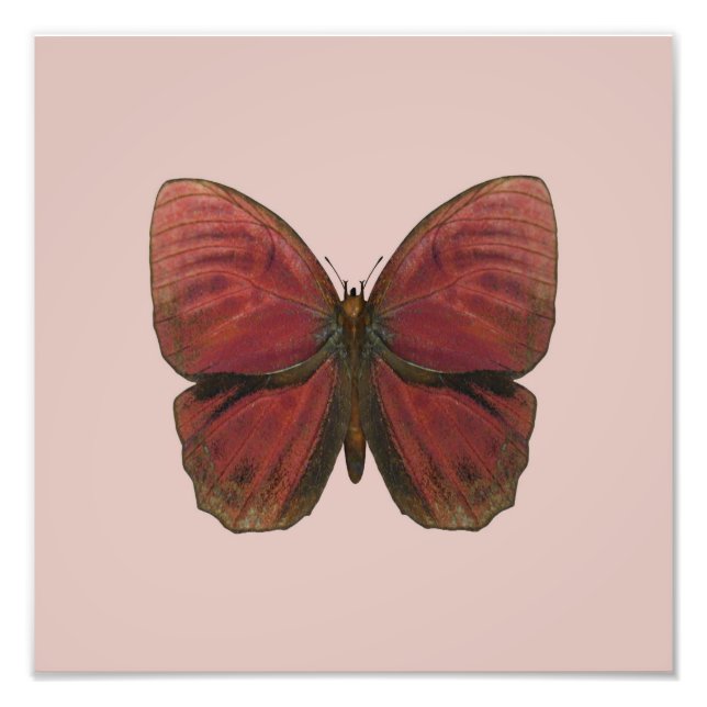 Foto Mariposa Gallo Rojo (Frente)