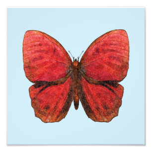 Foto Mariposa Gallo Rojo