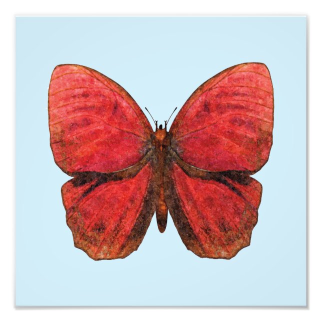 Foto Mariposa Gallo Rojo (Frente)