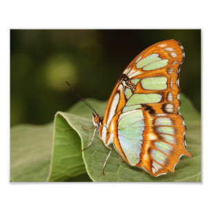 Foto Mariposa malaquita colgada en una hoja