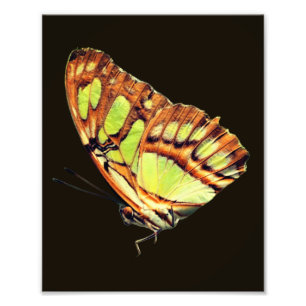 Foto Mariposa malaquita verde posando cerca 8x10