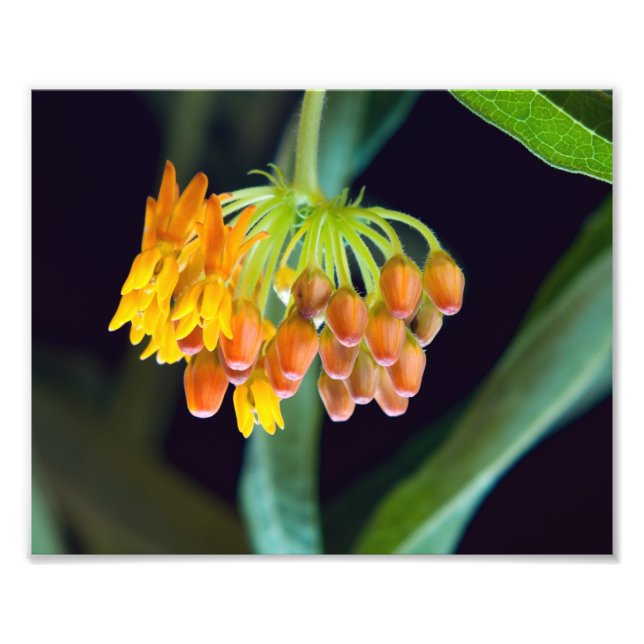 Foto Mariposa Milkweed Buds and Blooms (Frente)
