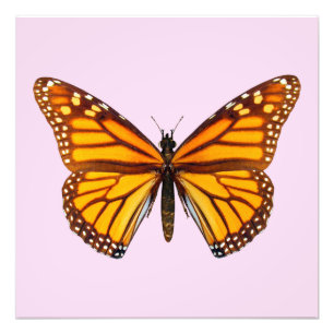 Foto Mariposa Monarca