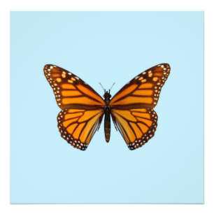 Foto Mariposa Monarca