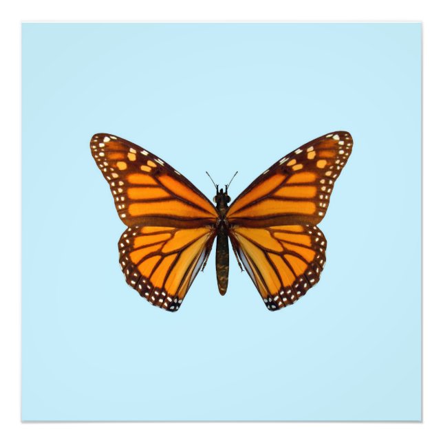 Foto Mariposa monarca (Frente)