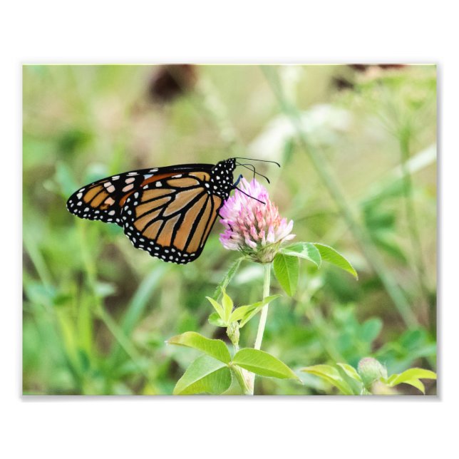 Foto Mariposa monarca (Frente)