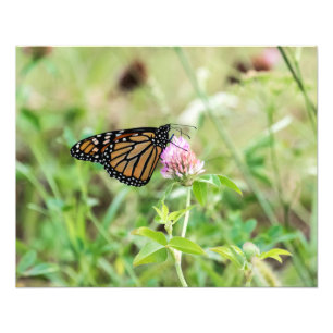 Foto Mariposa monarca