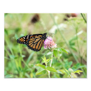 Foto Mariposa monarca