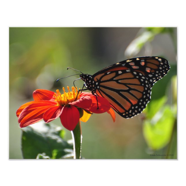 Foto Mariposa monarca 11X14 en la antorcha del girasol  (Frente)