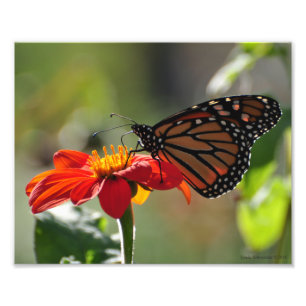 Foto Mariposa monarca 8X10 en la antorcha del girasol m
