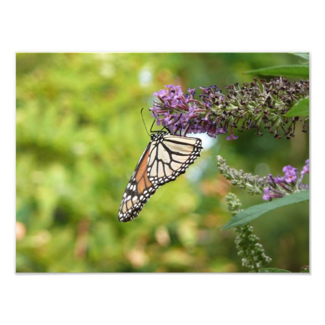 Foto Mariposa Monarca en Arbusto de Mariposas Morado (Frente)