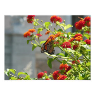 Foto Mariposa Monarca en Arbusto de Mariposas Rojo