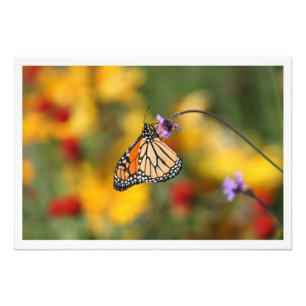 Foto Mariposa monarca en busca de polen
