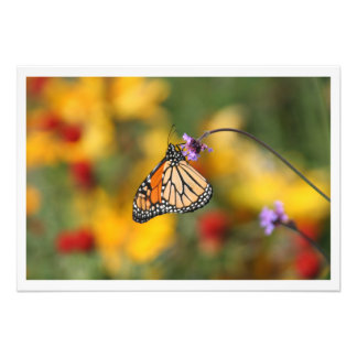 Foto Mariposa monarca en busca de polen