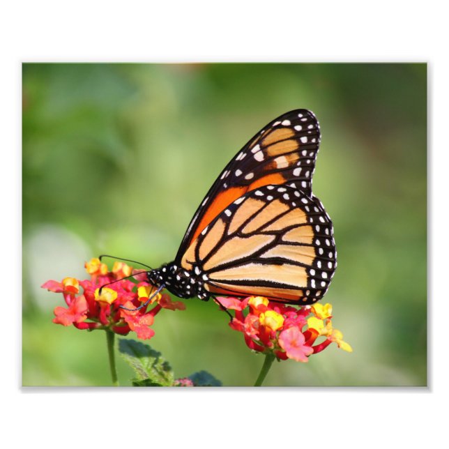 Foto Mariposa monarca en dos flores de Lantana (Frente)