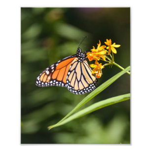 Foto Mariposa monarca en flores tropicales de hierba de