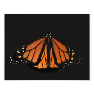 Foto Mariposa monarca en la llave del Naranja