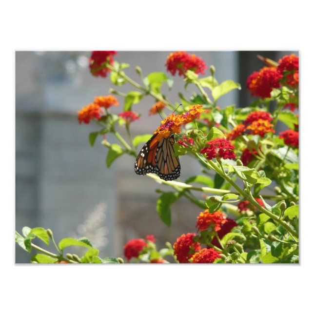 Foto Mariposa monarca en mariposa roja Bush (Frente)