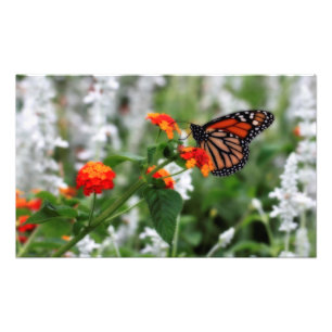 Foto Mariposa monarca en Naranja y Lantana Roja
