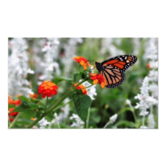 Foto Mariposa monarca en Naranja y Lantana Roja (Frente)
