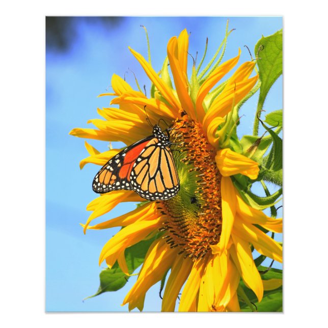 Foto Mariposa monarca en un girasol (Frente)