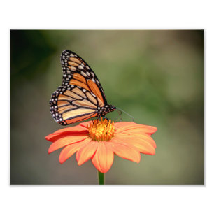 Foto Mariposa monarca en una flor naranja